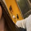 vicc_gv