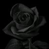 arashy.18