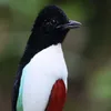 naboubi8