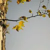 tvd0306