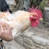 bellodin0