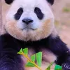 jennifer.nguyen528