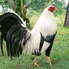 babao381