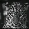 sardar_b97