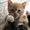 absolutepawuk