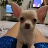perrito_dulce