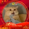 tao.lam.bua.yeu