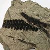 paleozoicproblematica