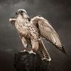 khaledalobaid422