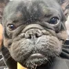tobyknightley