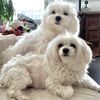 thedogmom_