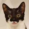jane_s00_