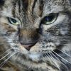 seor_gatito