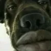 wdl.ll
