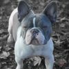 bluepill_frenchies