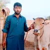 hamit.ali