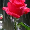 dyyd5uk3bp6r