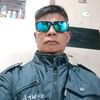 semut gramang