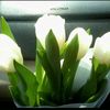 bunga721.com
