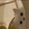 cutiquoo