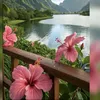 stella_556