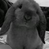 chese4y