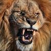 angrylion07