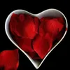 mohamedkaled2724