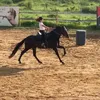 gabivelosoofial