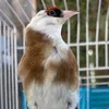 alichardontv