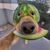 grilbitv