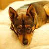 fritz_the_emotional_dog