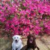 lablover050215