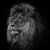 meblack91king