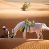 dy4swatd2yns