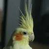 raul_pirul
