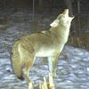 kid.named.coyote