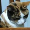 sadcukita