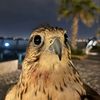 7qej_1