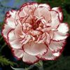 0samuel_3_zellet4