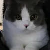taelsaaa