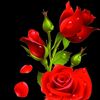 ayudaflower