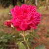 dianakumala01