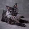 WOLFE PACK | Cat Content
