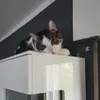 balu_pasha