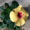 anh_19051905