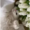 dasha.sat