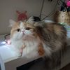 cat.lover.ks