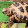 tortoisetimmy