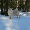 littlevet29
